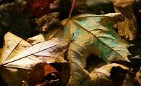 Sun-dappled autumn leaves
