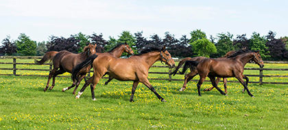 Fáilte Ireland’s Thoroughbred Country Experience Plan gets underway at The Curragh Racecourse