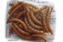 An image of some mealworms
