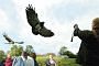 90x60_eagles_flying_over_group
