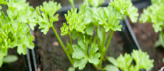 310x100 Sprout