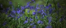 230x100_blue_bells_detail