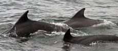 230x100_three_dolphins