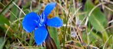 300x100 BurrenFlower