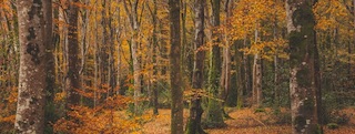 320x120 Coillte 1