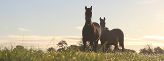 320x120 Foals