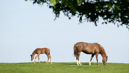 Ireland’s iconic equine heritage at the heart of new Fáilte Ireland Thoroughbred Country Development
