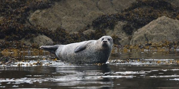 Grey seal in the water