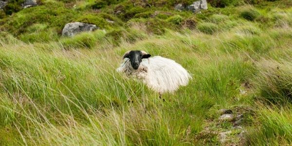 Sheep sitting in a green field
