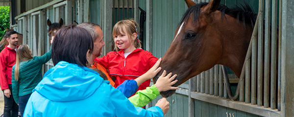 600x240-Jessica-Harringtons-Yard,-Racehorse-Training,-Co-Kildare Web-Size