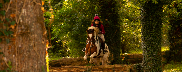 600x240-crossogue-equestrain-thurles-co-tipperary-widget