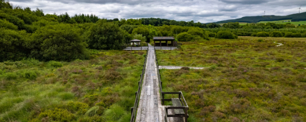 600x240-griston-bog-nature-reserve-cycling-route-co-limerick