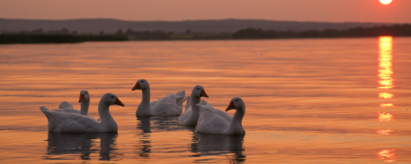 600x240-mota-sunset-mota-quay-eastern-shores-lough-derg-co-tipperary