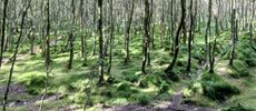 600x240-trees-wicklow-mountains-national-park-co-wicklow