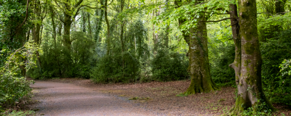 600x240-tudenham-park-trails-lough-ennell-co-westmeath