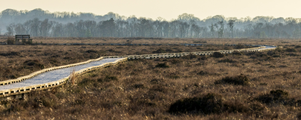 600x240-walkway-clara-bog-county-offaly
