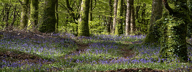 640x240-thumbnail Spring-Flowers,-Mullaghmeen-Forest,-Co-Westmeath master-copy