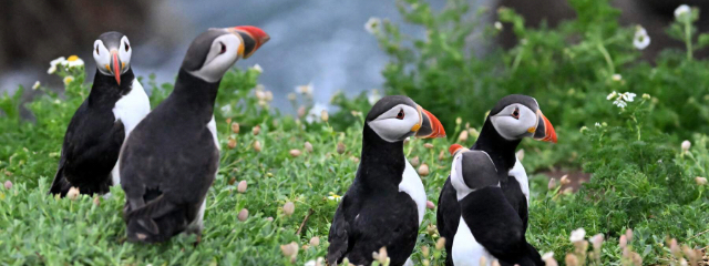 640x240 Puffins,-Saltee-Island,-Co-Wexford