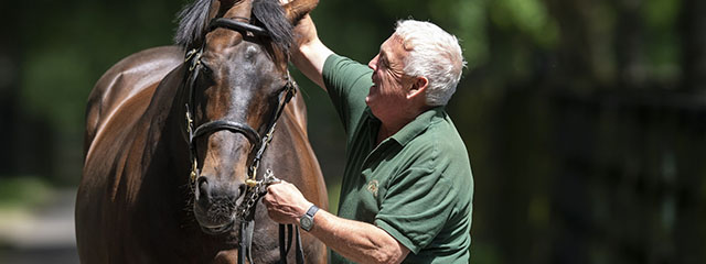 Thoroughbred-Widget-640x240