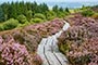 90x60-Ridge-of-Capard,-Slieve-Bloom,-Co-Laois social-media-(1) 1